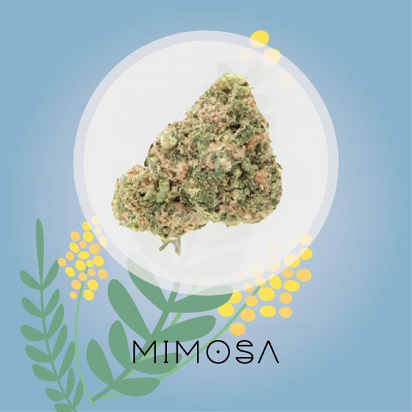 Mimosa