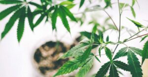 CBD Großhandel Preise