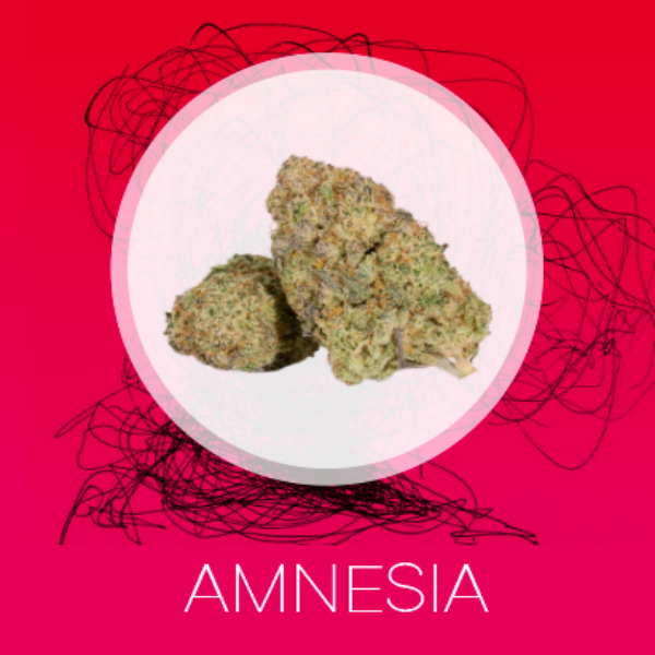 Amnesia Haze