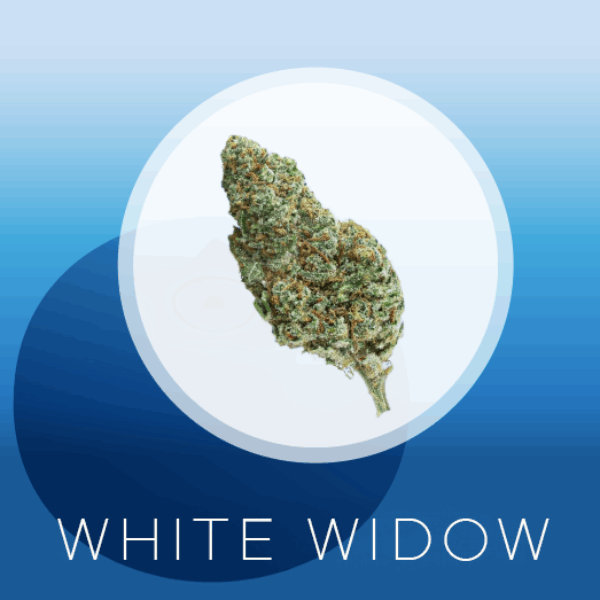 White Widow