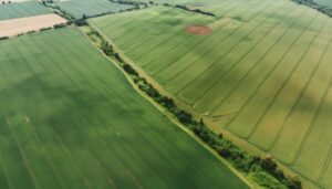 Firefly top view green field agriculture 19898