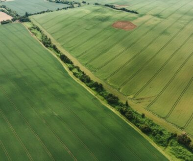 Firefly top view green field agriculture 19898