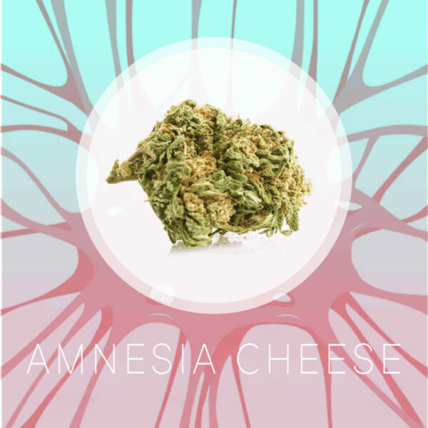 Amnesia Cheese