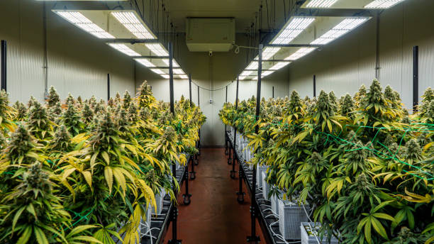 istockphoto-1318508300-612x612 CBD und Allergien
