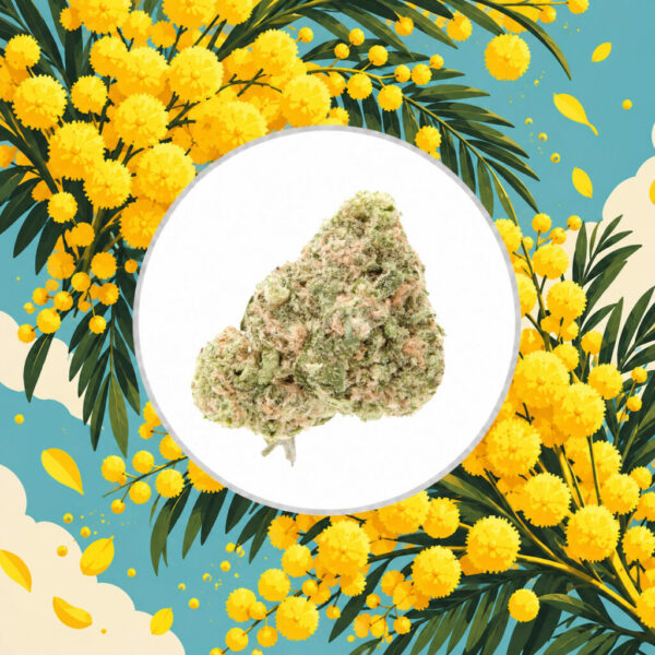 Mimosa